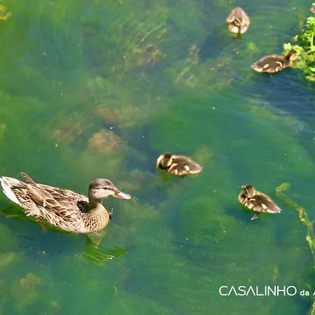 Buganvilia - Quinta Casalinho Da Azenha *