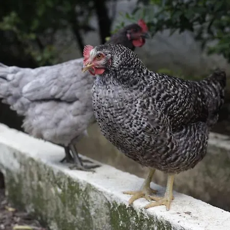 Farm * Sintra