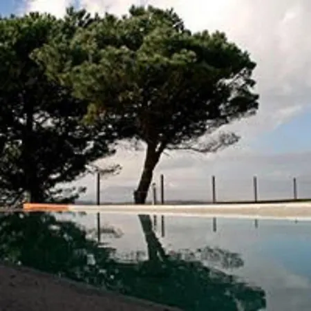 Shepinetree - Pinheira 3*