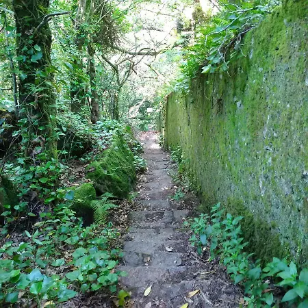 Mucifal D Sintra