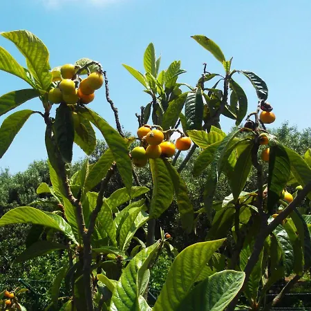 Oliveiras * Sintra