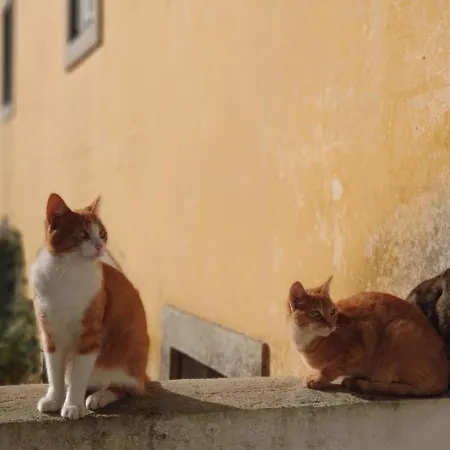 The Five House Guest house Sintra